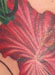 tattoo galleries/ - Red Hibiscus Ribs